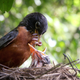 Illustration for article titled Robin Regurgitating Food For Chicks Makes Sure To Save Best Bites In Back Of Throat For Herself